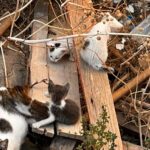 Save The Cats of Naxos