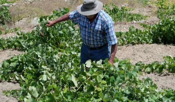 Volcanic Agriculture of Europe – Τρύγος Σαντορίνης 2023