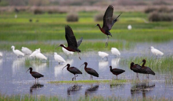 Ολοκληρώθηκε το έργο καταγραφής των μικρών νησιωτικών υγροτόπων / Παγκόσμια Ημέρα Υγροτόπων