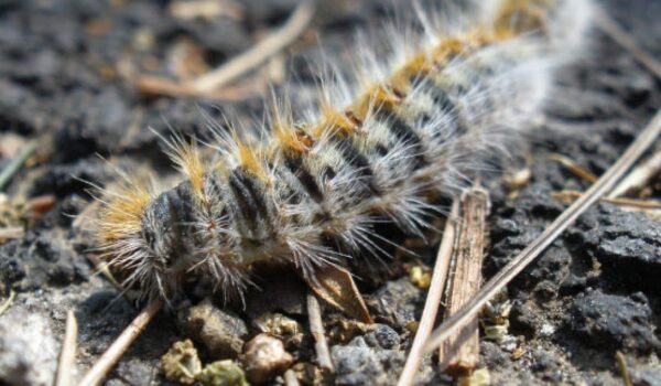 Πώς αντιμετωπίζεται η τοξική κάμπια – Λύσεις