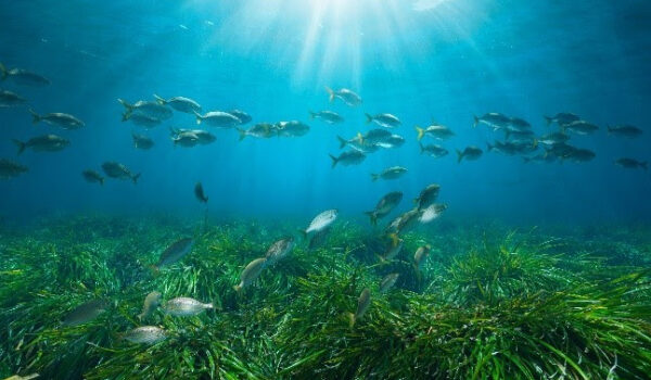Posidonia Project: μια νέα εποχή για την προστασία των λιβαδιών Ποσειδωνίας